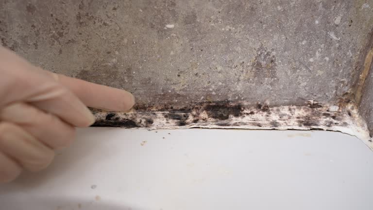 Best Black Mold Removal  in Toona, AL